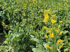 -光明小镇欢乐田园