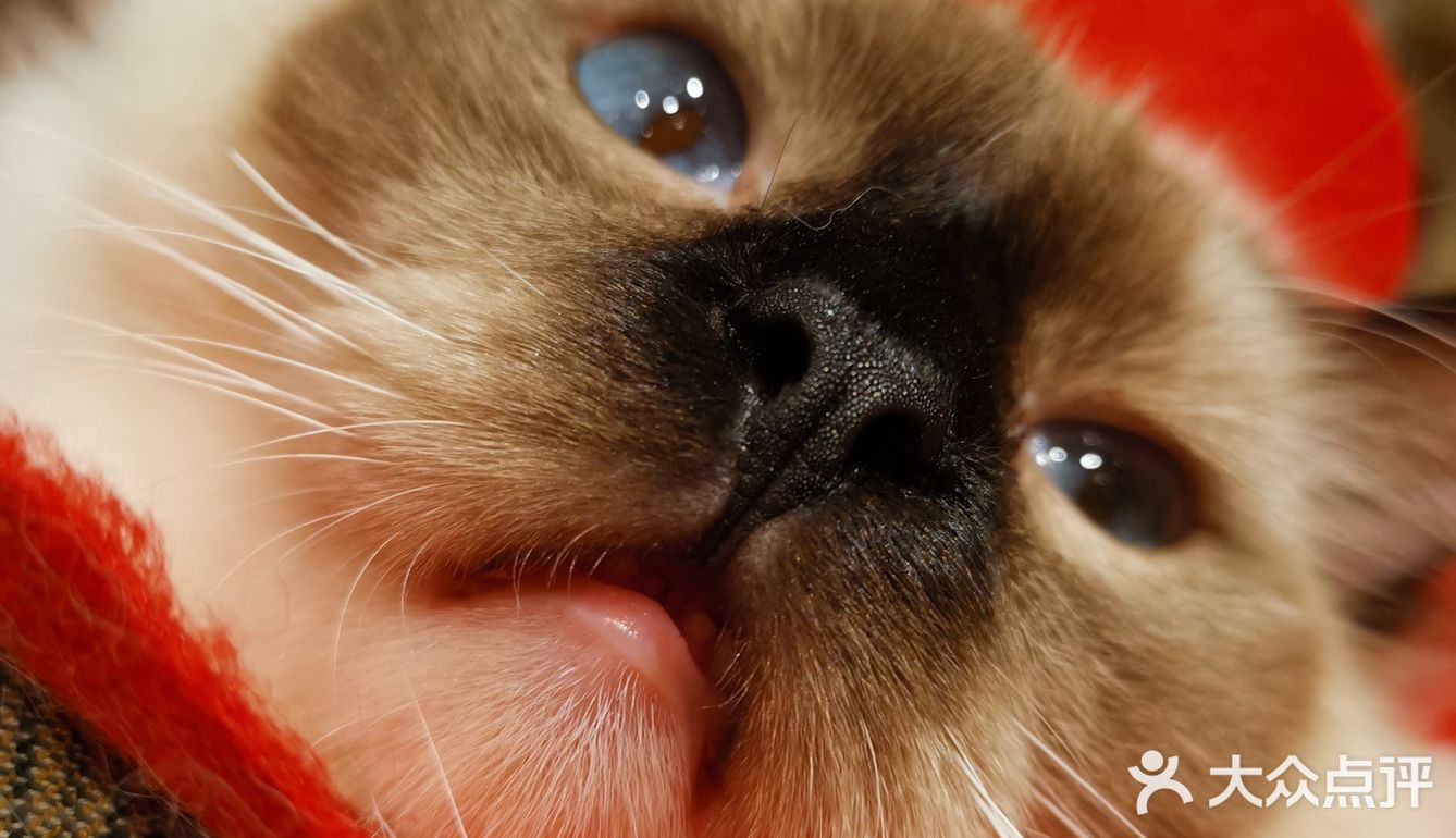 戴着面具的暹罗猫