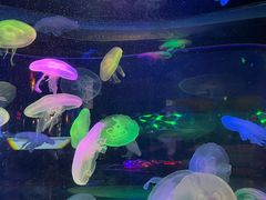 -太平洋海底世界