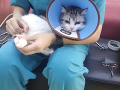 -瑞派天宁宠物医院·猫科·异宠中心