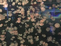 -重庆欢乐海底世界