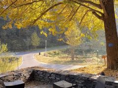 -千年银杏谷文化旅游区