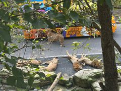 -大连森林动物园