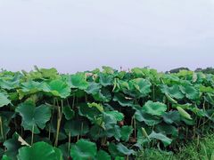 -梁鸿国家湿地公园