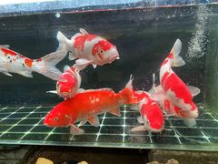 -武汉花鸟市场