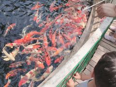 -杨柳青庄园