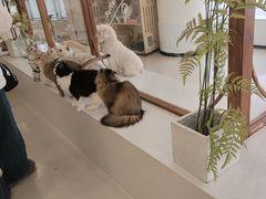 -共舞时光猫咖·狗咖(新街口店)