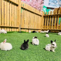 -萌宠亲子动物乐园(槐房万达店)