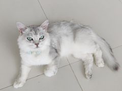 -怪兽屋·羊驼·猫咖·狗咖(俊华广场店)