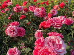 -永定河休闲森林公园