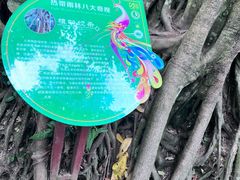 -西双版纳原始森林公园