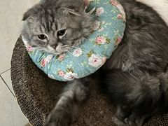 -爱哆宠物医院·骨科·外科·猫科