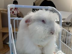 -怪兽屋·羊驼·猫咖·狗咖(俊华广场店)