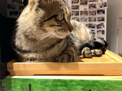 -猫的天空之城概念书店(丽江古城饮玉巷店)