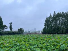 -黄兴公园
