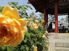 -大慈恩寺(大雁塔)