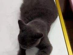 -Sweet cat·星愿猫咖(国贸大厦店)