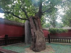 -天宁寺