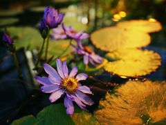 -国家植物园南园