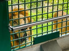 -深圳野生动物园
