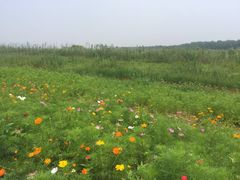 -合肥滨湖国家森林公园