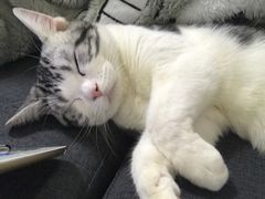 -猫大福·Fortune Cat猫舍(百子湾店)