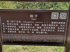 -金卉庄园