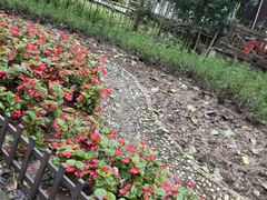 -合肥滨湖国家森林公园