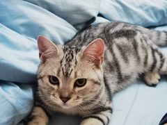 -lincat·猫舍(广州店)
