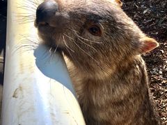 -费瑟代尔野生动物园