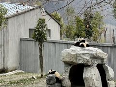 -卧龙中华大熊猫苑神树坪基地