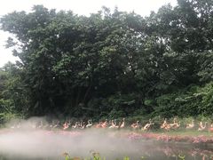 -广州长隆飞鸟乐园