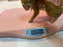 -御宝贝·A梦猫科宠物医院(国际猫友好医院)