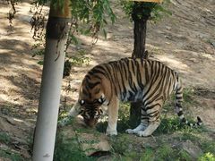 -石家庄市动物园