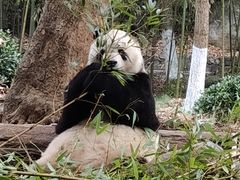 -都江堰中华大熊猫苑
