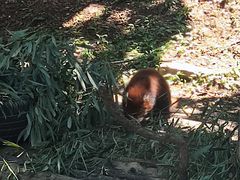 -大连森林动物园