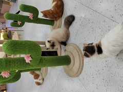 -喵园·猫主题咖啡厅·撸猫·猫咖(国贸店)