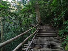 -西双版纳原始森林公园