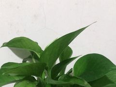 -百果园PAGODA(庆春东路店)