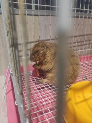 -Moni星球萌宠·小马宝莉·灵蛇·高端高阶全萌宠互动体验俱乐部(红豆国际广场店)