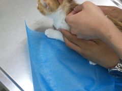 -北京恒爱动物医院(清景园分院)