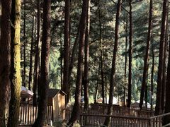 -重庆睡佛山森林公园