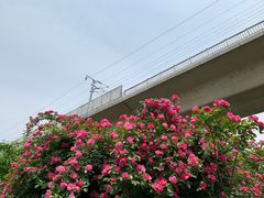 -秀丽东方