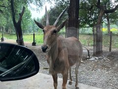 -北京野生动物园