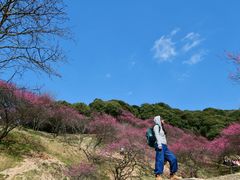 -新建村梅花