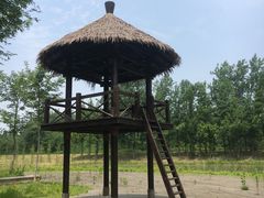 景点-合肥滨湖国家森林公园