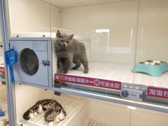 -lincat·猫舍(广州店)