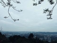 -铁山坪森林公园