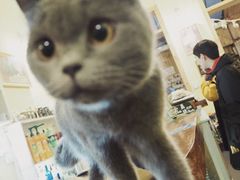 -猫色咖啡·猫咖