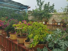 -马白开来特色羊排揪片子  (总店)